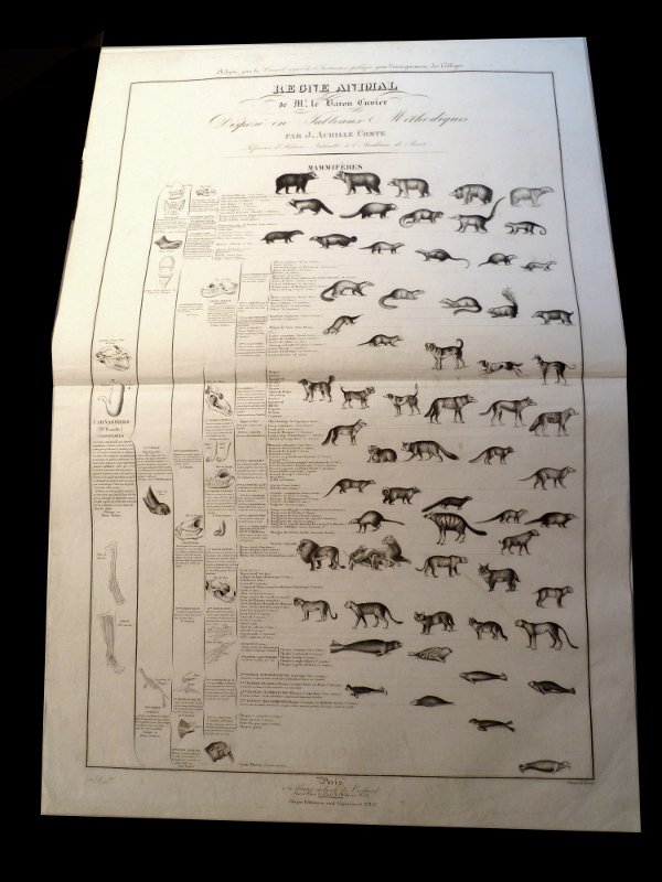 Les mammifères carnassiers, planche issue du règne animal de Cuvier,deuxième division des mammifères