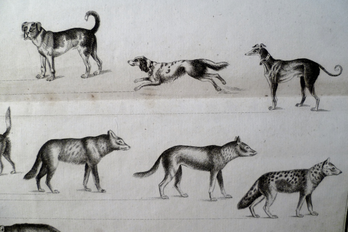 Les mammifères carnassiers, planche issue du règne animal de Cuvier,deuxième division des mammifères_2