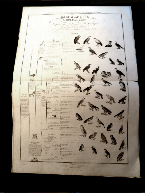 Les oiseaux rapaces, planche issue du règne animal de Cuvier,quatrième division des oiseaux