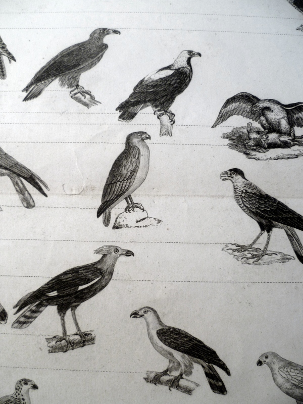 Les oiseaux rapaces, planche issue du règne animal de Cuvier,quatrième division des oiseaux_2