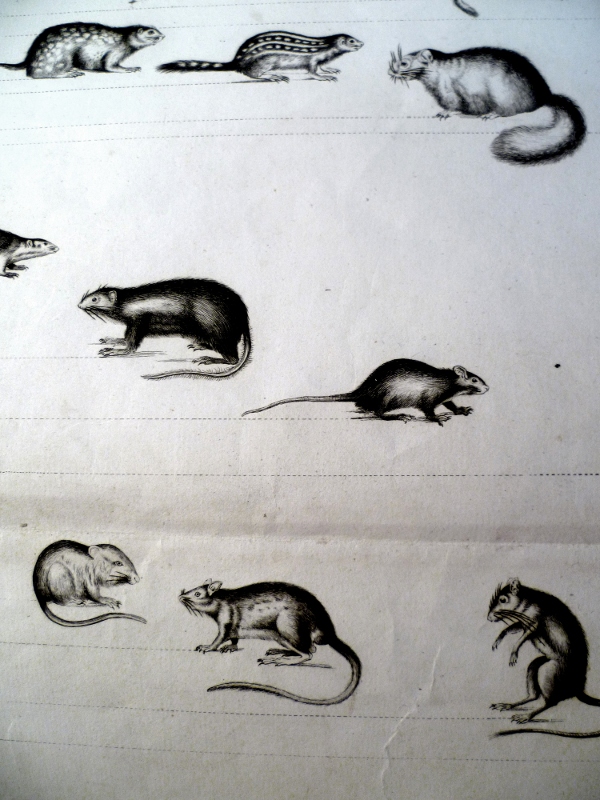 Les rongeurs, planche issue du règne animal de Cuvier, première grande division les vertébrés : les mammifères_2
