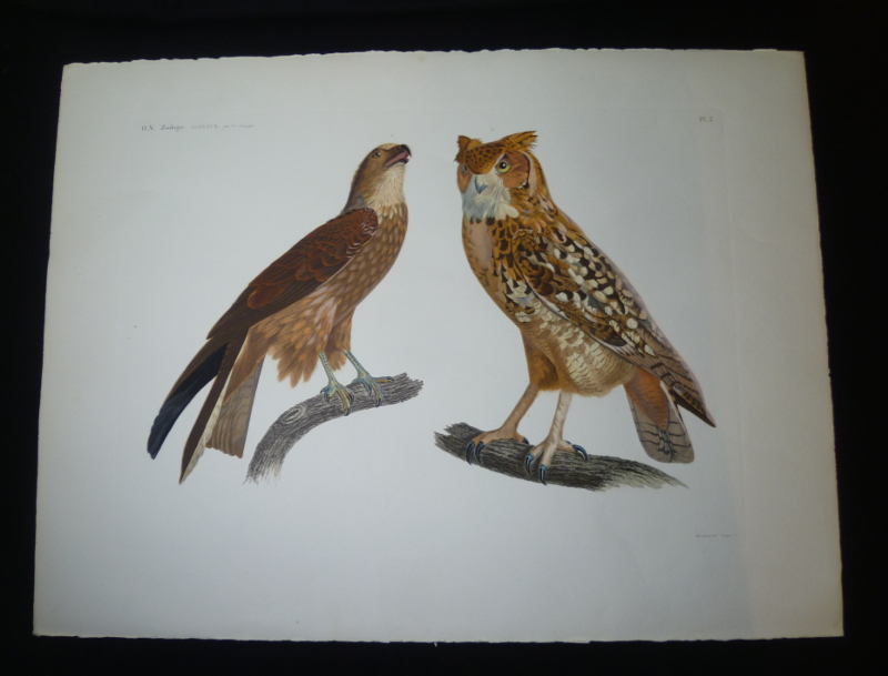 Les Oiseaux d'Egypte et de Syrie, gravure et procédé Jacomet
